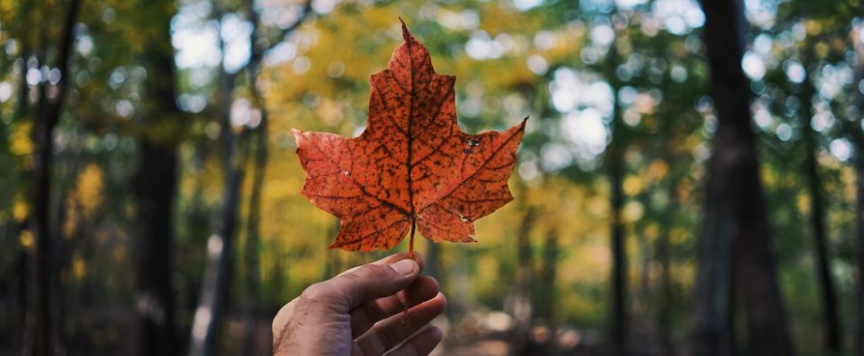 Canada: Targeting Rare Diseases