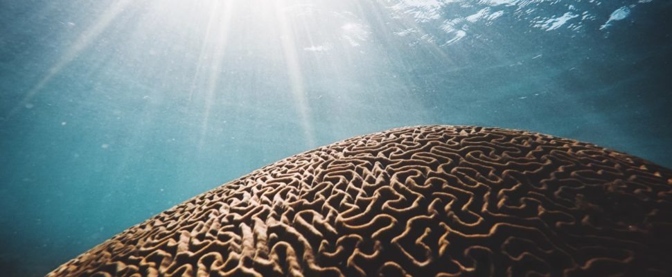 The Ongoing Battle to Crack the Alzheimer’s Treatment Dilemma