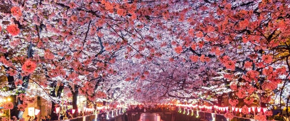 Biosimilars & Biologics: Japan